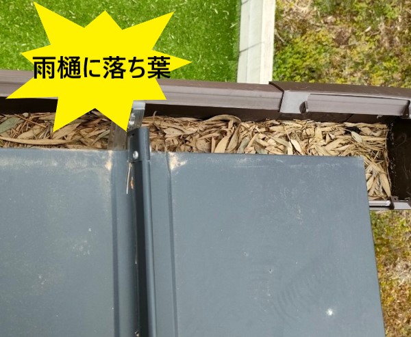 雨樋に落ち葉が溜まっている　笹の葉　竹藪